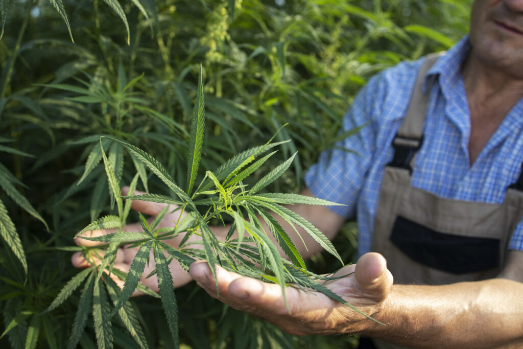 Farmer Showing The Raw Plant Material For Broad Spectrum CBD Extraction Process